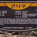 이건창 생가 &amp; 사기리 탱자나무(깅화) .... 2025.04.20