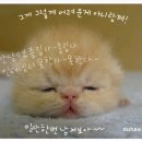 피식 이미지