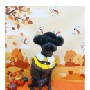 까까보개 이미지