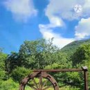 정원야생화 이미지