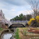 버드나무 이미지