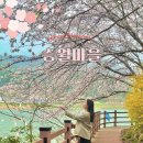 여수시민회관 | 여수 벚꽃 실시간 | 승월마을 숨은 벚꽃 명소 벚꽃놀이 후기