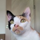 꼬미(KKOMI) 이미지