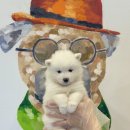 제주 애견 아가야 이미지