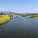 청보리 농장 이미지