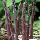퍼플 아스파라거스 Purple Passion (F1) Asparagus 이미지