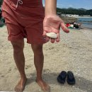 D12 | 뜨거운 여름 장호비치캠핑장 다녀옴! D12사이트 2박3일 후기