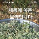 민들래마트