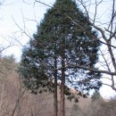 포곡테니스장 | [산행후기] 비음산 (2011.01.22)
