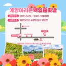 계양 아라온 백일홍 이미지