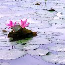 솔베이지 이미지