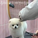 플레이도그 | 이의동 애견샵 플레이도그 애견미용.애견호텔.애견목욕 위치.가격.시간.후기