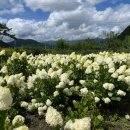 동부꽃농원 이미지