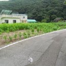 상라리 이미지