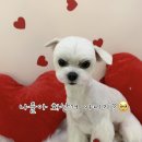 멍멍이 미장원 이미지