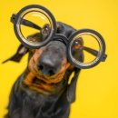 사람과 애견미용 이미지