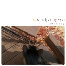삼색고등어