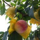 선아농장 이미지