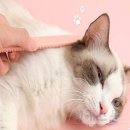 엠에스그루밍 이미지