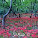 꽃들의 향연 이미지