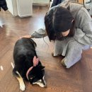 녹사평대로40길 | 이태원 녹사평역 시바견 네마리가 있는 카페 [더미쓰리] 내돈내산 후기