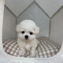 멍멍왕자 야옹공주 | [공지] 광주강아지분양 광주고양이분양 &#39;분양중인 아가들🤍&#39;[야옹아멍멍해봐 삼각점]