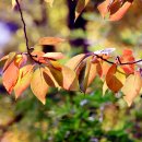 오색 고운 가을빛 풍경화 솜씨 이미지
