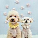 원펫살롱 이미지