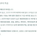 횡성명품배추 이미지
