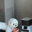손칼술래