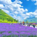 한섬코리아 | 6월 국내여행지 추천｜강원도 동해 무릉별유천지 라벤더 축제 꼭 가야 하는 이유