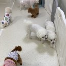 청주 애견유치원 꼬리흔들개Lucky | 청주애견유치원 우리 아이를 위한 안락한 쉼터 &#39;꼬리흔들개Lucky&#39;