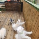 블루펫스토어