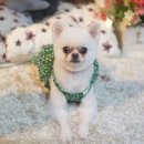 애견미용 나나엄마 이미지