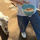 남해 상상양떼목장 편백숲 후기｜10만평 규모 양떼목장 체험 솔직 리뷰