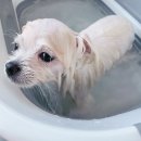 드봉펫살롱 이미지