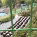 하단동1213 | 🐶 사하구 동매산 애견동반 등산 &amp; 다대포 조개구이