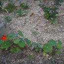 꼬지사랑 이미지