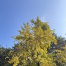 문수사 주차장 | 구미 가볼만한 곳, 가을 여행 문수사 국화