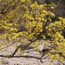 주읍리산수유꽃마을 이미지