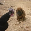 달강아지 이미지