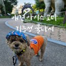그루밍댕이