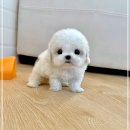 나는강아지 | 군포강아지분양 미니비숑 후기