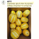 [공지] ‼️산지 시세하락 가격인하‼️ 당일수확 성주꿀참외 특가세일🍯🍋‼️