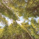 섬진강대나무숲길 이미지