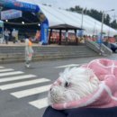 가가오토 | 태안 애견동반 &#39;파라독스 애견 오토캠핑장&#39; 2번 사이트 개별오토캠핑 후기