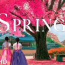 한국의 봄 4K 영상 | 벚꽃, 고궁, 산사 등 꽃이 만발한 고요한 풍경을 발견하세요 이미지