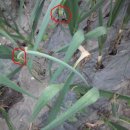 뽑고또뽑고 이미지