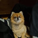 힐링몽냥 네이버블로그