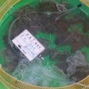 무안세발낙지 이미지